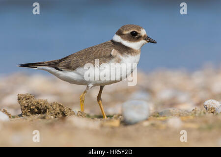 Ringed Plover (Charadrius hiaticula), debout sur le sol pour mineurs Banque D'Images