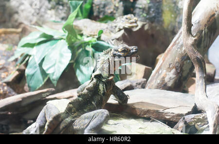 Sailfin Philippine lizard (Hydrosaurus pustulatus), également appelé lézard à crête, sail-fin lézard, sailfin lizard eau et soa soa-lézard d'eau Banque D'Images