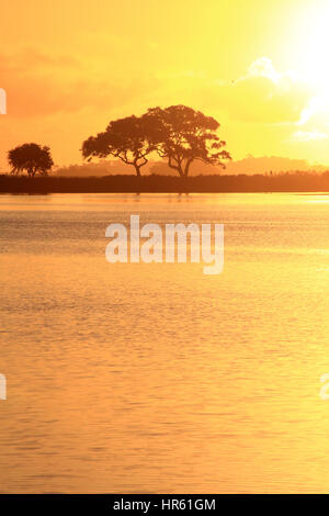 Deux chênes vivent sont découpé sur un ciel jaune chaud pendant le lever du soleil sur Kiawah Island, Caroline du Sud. Banque D'Images