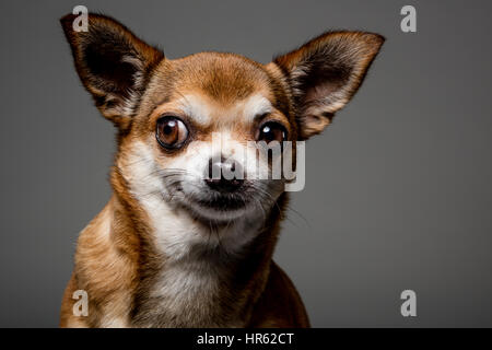 Close-up portrait of a smiling chihuahua de couleur marron clair et à la hors-champ. Banque D'Images