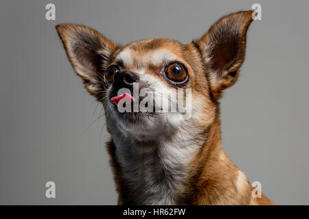 Studio portrait d'un chihuahua de couleur marron clair avec sa langue, la mendicité pour traite. Banque D'Images