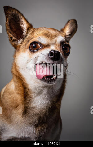 Portrait de studio de chihuahua de couleur fauve rire avec la bouche grande ouverte. Banque D'Images