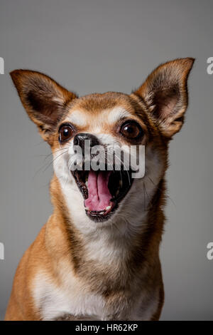 Portrait de studio de chihuahua de couleur fauve rire avec la bouche grande ouverte. Banque D'Images