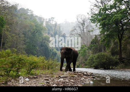 L'éléphant sauvage, la Birmanie Banque D'Images