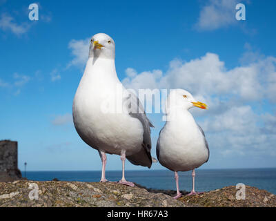 Deux mouettes à St Ives lors d'une journée ensoleillée, Cornwall England UK. Banque D'Images