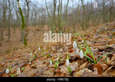 Perce-neige avec des gouttes de rosée dans la forêt Banque D'Images