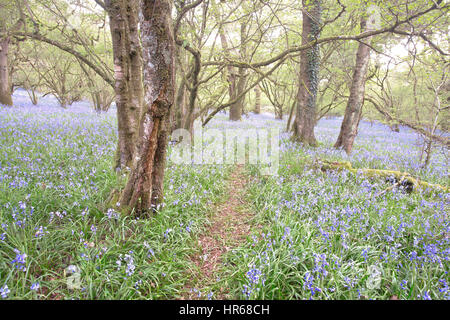 Jacinthes des bois dans un anglais à la fin du printemps/début de l'été Meldon Woods Devon Uk Banque D'Images