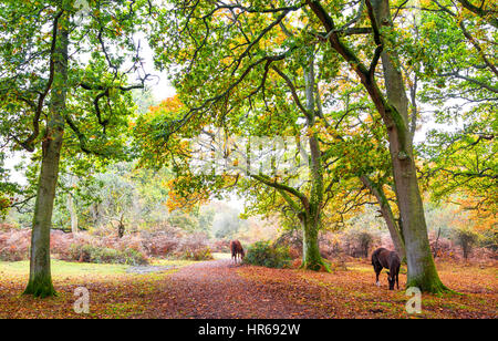 Deux poneys New Forest paître librement entre les arbres en automne Banque D'Images