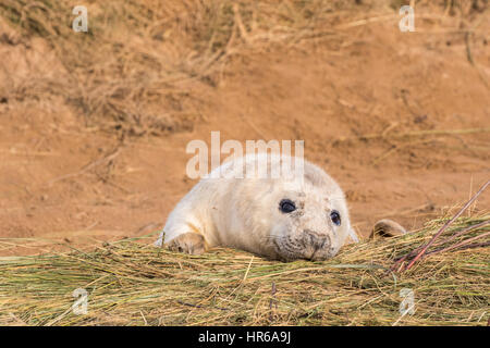 Mignon et drôle de bébés phoques gris sur la plage. Au Donna Nook, Lincolnshire. Halichoerus grypus Banque D'Images