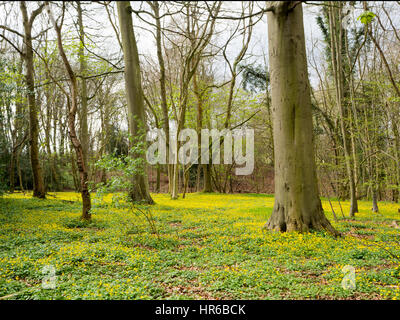 Lesser Celandines dans un bois de Chenies près de Chenies Manor. Les nouvelles feuilles juste apparaissant sur les arbres à feuilles caduques d'un tapis de fleurs jaunes. Banque D'Images