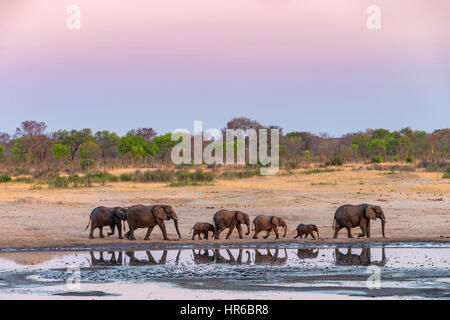 Un troupeau d'éléphants se reflète dans un étang dans le parc national de Hwange au Zimbabwe. Banque D'Images