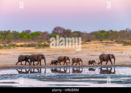 Un troupeau d'éléphants se reflète dans un étang dans le parc national de Hwange au Zimbabwe. Banque D'Images