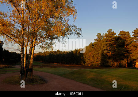 Vue du côté du 1er tee sur le parcours Rouge sur une soirée d'automne Le Club de Golf de Berkshire Ascot Berkshire en Angleterre Banque D'Images