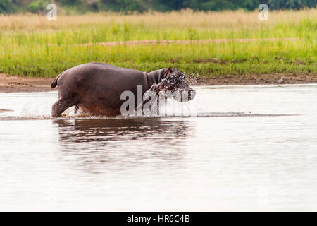 Un hippopotame Hippopotamus amphibious vu dans l'eau au Zimbabwe, Mana Pools National Park. Banque D'Images