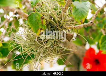 L'air tropical plante poussant sur l'arbre d'hibiscus Banque D'Images