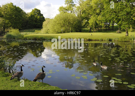 Vue sur le lac avec les Bernaches du Canada pour le 15ème Green, le Club de Golf de Hertfordshire, Broxbourne, Hertfordshire, Angleterre Banque D'Images