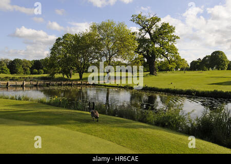 Vue sur le lac à côté du 15ème Green, le Club de Golf de Hertfordshire, Broxbourne, Hertfordshire, Angleterre Banque D'Images