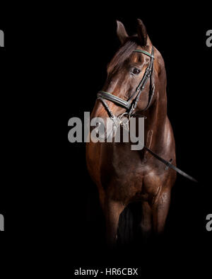 Un cheval avec mors Holstein marron sur fond noir en studio Banque D'Images