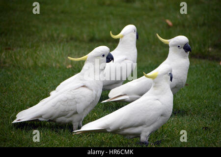 4 Crested Soufre Cacatoès (Cacatua galerita) marcher ensemble sur une pelouse, à Symbio Wildlife Park, Helensburgh, Sydney, Nouvelle-Galles du Sud, Australie, Banque D'Images