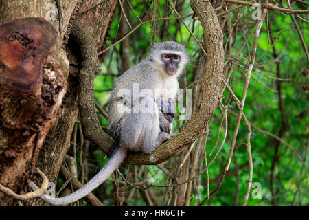 Un singe, (Chlorocebus pygerythrus), avec de jeunes adultes de sexe féminin, Saint Lucia Estuary, zone humide d'Isimangaliso, Kwazulu Natal, Afrique du Sud, l'Afrique Banque D'Images