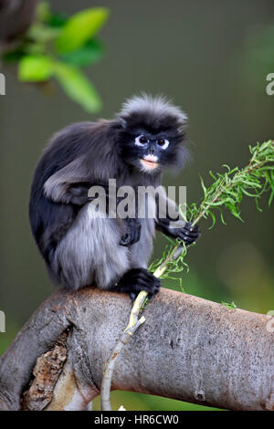 Feuille sombre, singe (Trachypithecus obscurus), écureuil obscura, des profils sur l'arbre, de l'Asie Banque D'Images