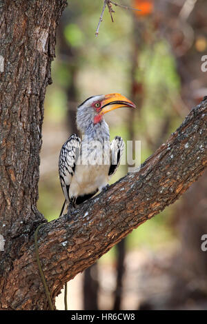 Yellowbilled (Tockus leucomelas, Calao), adulte, parc national Kruger, Afrique du Sud, l'Afrique Banque D'Images