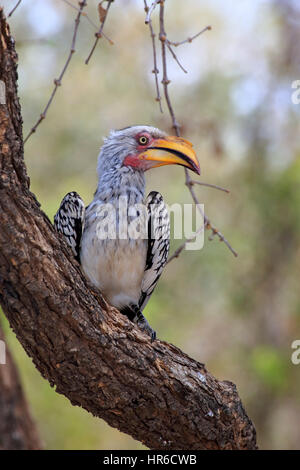 Yellowbilled (Tockus leucomelas, Calao), adulte, parc national Kruger, Afrique du Sud, l'Afrique Banque D'Images