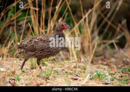 Francolin de Swainson, (Francolinus swainsonii) adultes, marche à pied, le Parc National de Kruger, Afrique du Sud, l'Afrique Banque D'Images