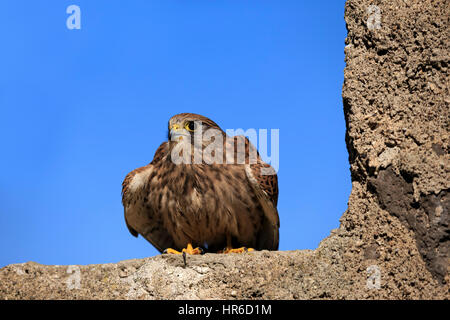 Kestrel européen commun, Krestel, (Falco tinnunculus), des profils sur rock, Pelm, Kasselburg, Eifel, Allemagne, Europe Banque D'Images