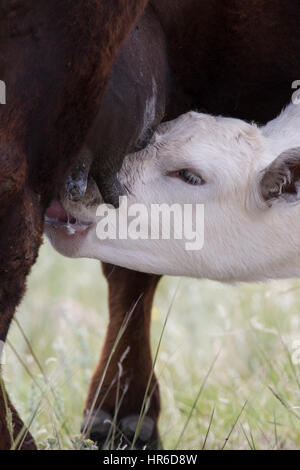 Un jeune veau Charolais de ses infirmières Angus mère. Terminal Charolais sont populaires pour les croisements avec Angus et Hereford bovins. Banque D'Images