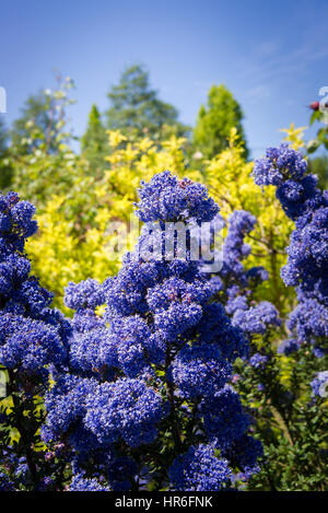 Ceanothus 'Dark Star' la floraison en mai au Royaume-Uni dans un contexte d'arbres et d'arbustes Banque D'Images