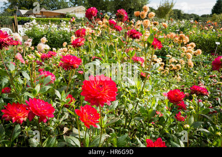 Une pépinière domaine en pleine expansion dans le Hampshire UK dahlias à fleurs Banque D'Images