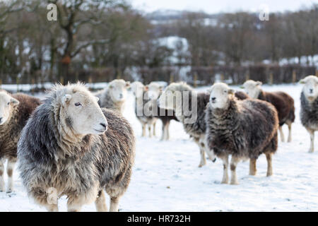 Moutons Herdwick Hardy bravant le gel les conditions de neige dans le village rural de Nannerch situé dans Flintshire, au Pays de Galles Banque D'Images