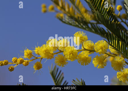 Mimosa fermer vers le symbole de la Journée internationale de la femme le 8 mars ou Festa della donna 8 marzo dans le magnifique soleil en Italie par Ruth Swan Banque D'Images