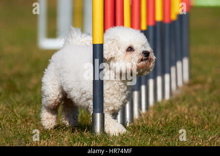 Bichon À Poil frisé faisant l'agilité de chien en slalom Banque D'Images