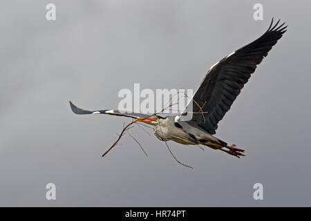 Héron cendré (Ardea cinerea), en vol, Schleswig Holstein, Allemagne Banque D'Images