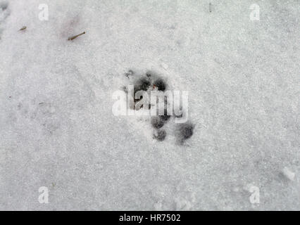 Close up of cat traces dans la neige Banque D'Images