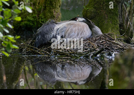 Grue cendrée (Grus grus),, de l'incubation, Mecklembourg-Poméranie-Occidentale, Allemagne, Europe Banque D'Images