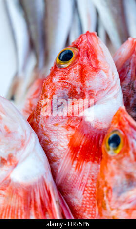 Les sébastes capturés et d'autres fruits de mer sur le marché intérieur à Essaouira, Maroc prêt à vendre Banque D'Images