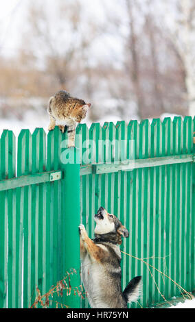 Chien en colère chassé le chat sur une haute clôture en bois Banque D'Images