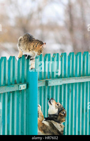 La chasse chien chat sur une haute clôture en bois dans le village Banque D'Images