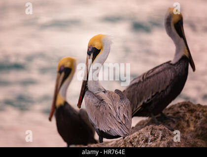 Trois pélicans assis sur des rochers près de l'océan. Image en couleur, en Floride, aux États-Unis. Banque D'Images