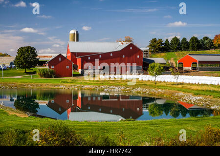 Un Amish farm près de Walnut Creek, Ohio, USA. Banque D'Images