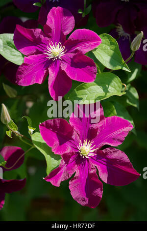 Clematis fleurs. Clématites en fleurs fleurs pourpre sombre dans le jardin en plein soleil. Banque D'Images