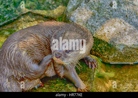 Une loutre au SeaLife Centre Belge Banque D'Images