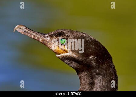 Portrait d'un Cormorant adultes avec de beaux yeux verts. L'emplacement est Reid Park à Tucson, Arizona, le 24 février 2017. Libre de se concentrer sur les oiseaux Banque D'Images