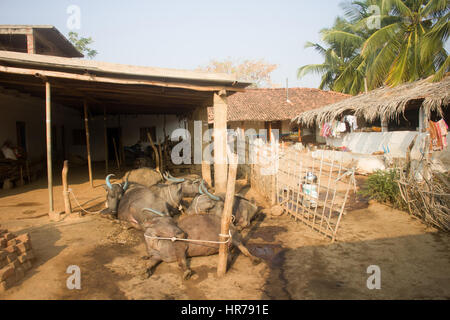 Ils vivants ! Boeufs indiens dorment dans des poses très étrange. Cour pittoresque de petits agriculteurs indiens dans la province de l'Andhra Pradesh. Photo fantaisie Banque D'Images