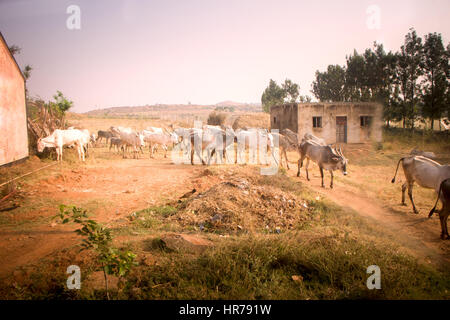 Indian farm en province de l'Andhra Pradesh. Troupeau de zébus dans la cour en arrière-plan de champs Banque D'Images