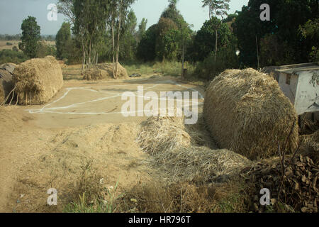 Ménage Indiennes pauvres (ferme) 3. Les bovins, house et le séchage du foin. L'Andhra Pradesh, Anantapur Banque D'Images