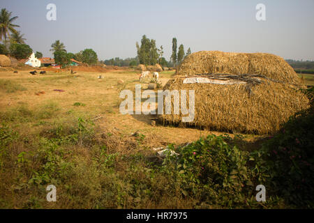 Ménage Indiennes pauvres (ferme) 5. Les bovins, house et le séchage du foin. L'Andhra Pradesh, Anantapur Banque D'Images